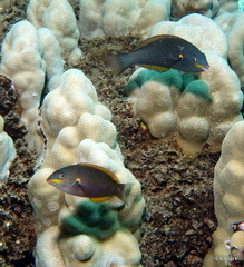 Stethojulis balteata