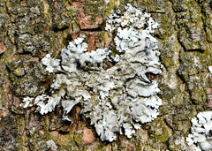 Parmelina