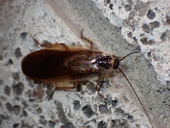 Parcoblatta pennsylvanica