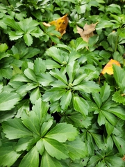 Pachysandra terminalis