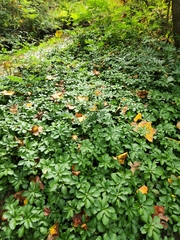 Pachysandra terminalis