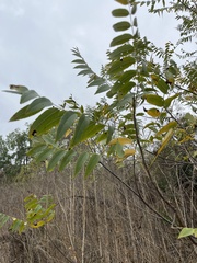 Juglans
