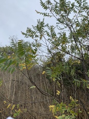 Juglans