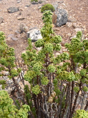 Werneria staffordiae