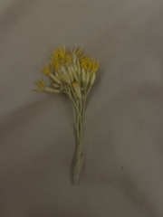 Petradoria pumila