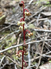 Pyrola chlorantha