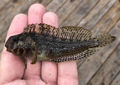 Hypsoblennius gentilis