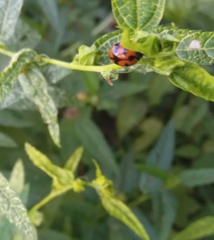 Coccinella transversalis