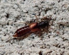 Bledius