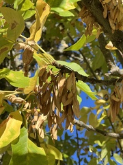 Fraxinus latifolia