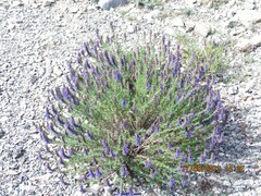 Hyssopus officinalis