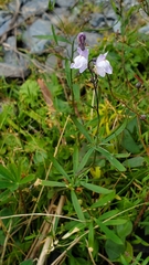Linaria repens