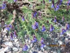 Hyssopus officinalis