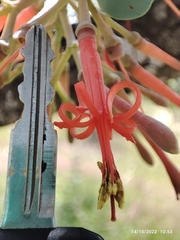 Psittacanthus auriculatus