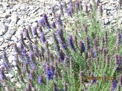 Hyssopus officinalis