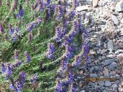 Hyssopus officinalis