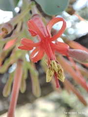 Psittacanthus auriculatus