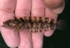 Paraclinus integripinnis