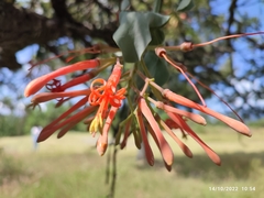 Psittacanthus auriculatus