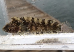 Paraclinus integripinnis