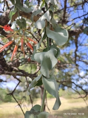 Psittacanthus auriculatus