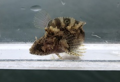 Paraclinus integripinnis