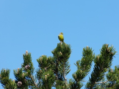 Carduelis citrinella