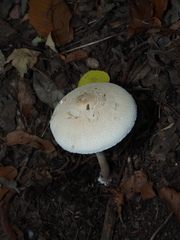 Macrolepiota mastoidea