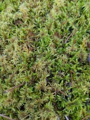 Hylocomium splendens