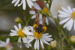 Dieunomia nevadensis bakeri