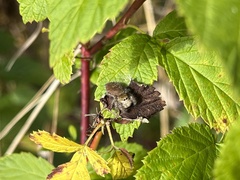 Phidippus
