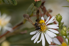 Dieunomia nevadensis bakeri