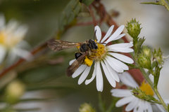 Dieunomia nevadensis bakeri