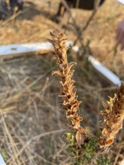 Epilobium densiflorum