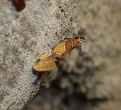 Epicallima argenticinctella