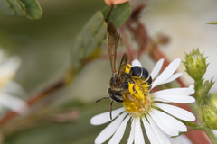Dieunomia nevadensis bakeri