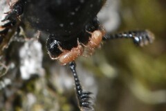 Poecilochirus