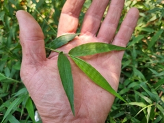 Oplismenus hirtellus