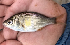 Cymatogaster aggregata