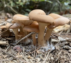 Paralepista