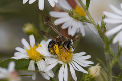 Dieunomia nevadensis bakeri