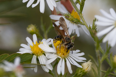 Dieunomia nevadensis bakeri