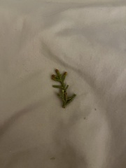 Juniperus osteosperma