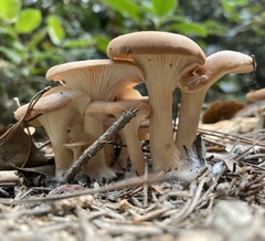 Paralepista
