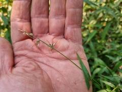 Oplismenus hirtellus