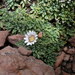 Rockhausenia pectinata - Photo (c) danplant, some rights reserved (CC BY-NC), uploaded by danplant