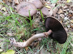 Agaricus bohusii