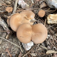 Paralepista