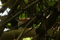 Synallaxis brachyura