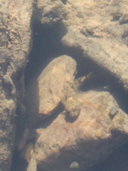 Cottus